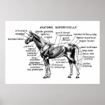 Horse Print