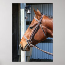 Horse Poster