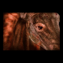 Horse posters