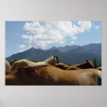 Horse poster