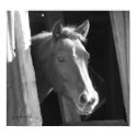 Horse Poster #1 posters