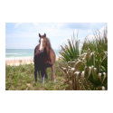 Horse Poster Beach posters