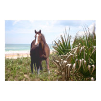 Horse Poster Beach posters