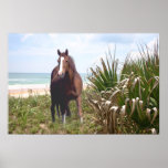 Horse Poster Beach posters