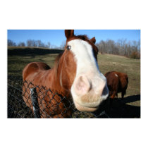 Horse Poster posters