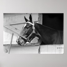 Horse Posters