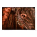 Horse posters