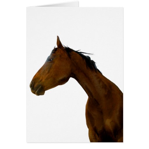  - horse_profile_greeting_note_cards-r26cef2813e67436aa7459fb9a92c48be_xvuat_8byvr_512