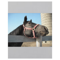 Horse/Ranch/Barn Flyers