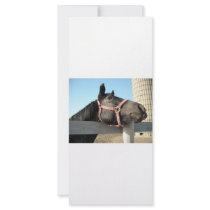 Horse/Ranch/Barn Rack Card