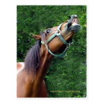 Horse Raspberry (Attitude Horse style) Postcards