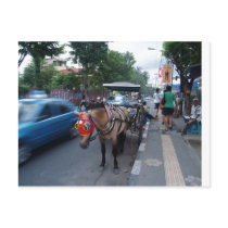horse ride @ Bali postcards by fennel10 horse ride @ Bali postcards