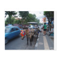horse ride @ Bali postcards