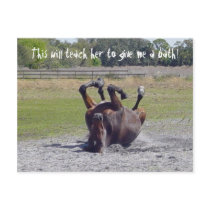 Horse Rolling Postcard by TrinityFarm Horse Rolling Postcard