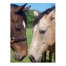 Horse Romance Postcard