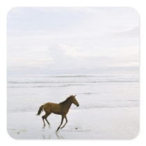 Horse running on the beach sticker
