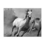 Horse Running Post Card