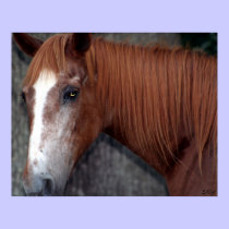 Horse, S Cyr posters