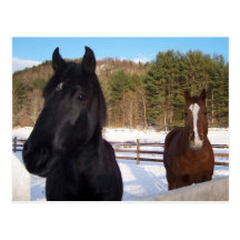 HORSE SCENTS POST CARDS