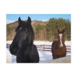 HORSE SCENTS postcards
