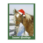 Horse Season's Greetings Post Card
