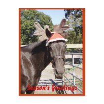 Horse Season's Greetings Post Cards