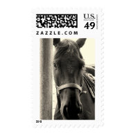 Horse Sepia Postage Stamps