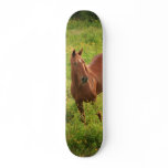 Horse Custom Skate Board