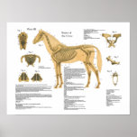 Horse Anatomy Skeleton Poster | Zazzle