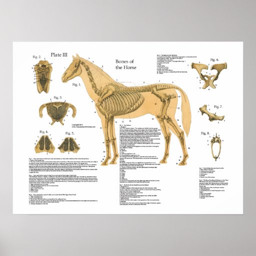 Horse Skeletal Anatomy Poster Chart Zazzle