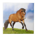 Horse Skittish Tile