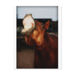 Horse Smile Postcards