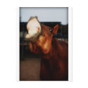 Horse Smile postcards