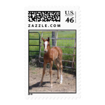 Horse stamp - Adorable Filly