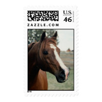 Horse Stamp stamps