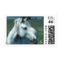 Horse Stamp stamps