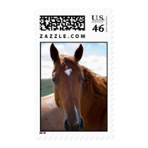 Horse Stamp stamps