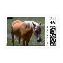 Horse Stamp stamps