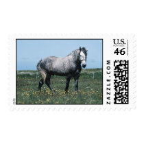 Horse Stamp stamps