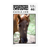 Horse Stamp stamps
