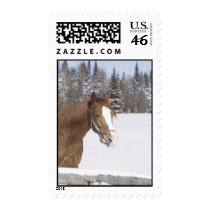 Horse Stamp stamps