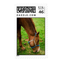 Horse Stamp stamps