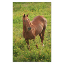Horse stationery