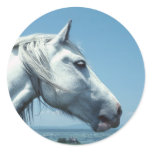 Horse Sticker