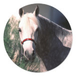 Horse Sticker