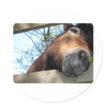 Horse stickers