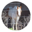 horse stickers