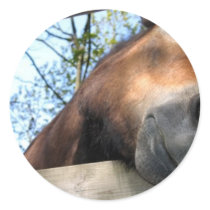 Horse stickers