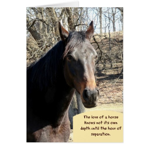 Horse Sympathy Card with Quote Zazzle