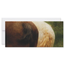 Horse - Tails you win Rack Cards